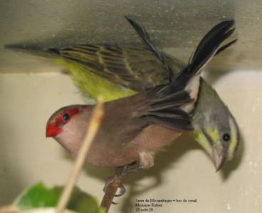 bec de corail + serin du Mozambique.jpg