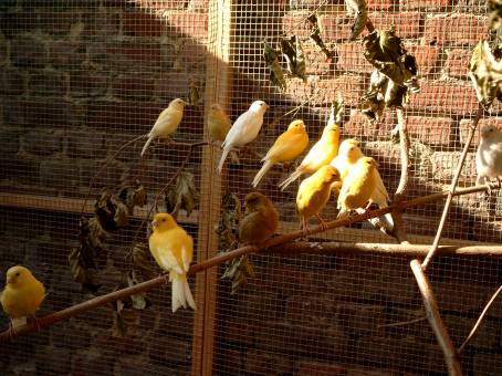 canaris3.jpg