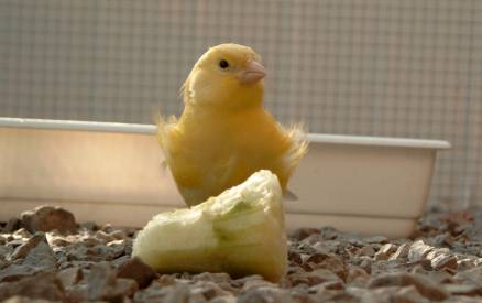 canari.jpg
