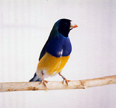 gould11.jpg