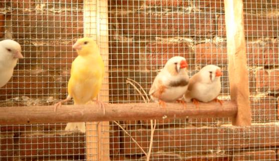 canaris + DM.jpg