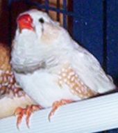mandarin 064.jpg