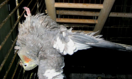 bain calo huit.jpg