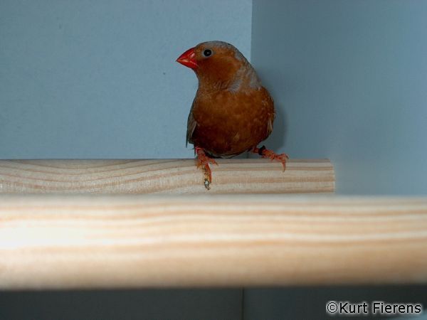 zebravink_andere_010.jpg