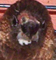 mandarin 110.jpg