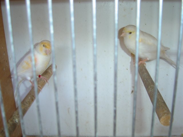 oiseau7.jpg