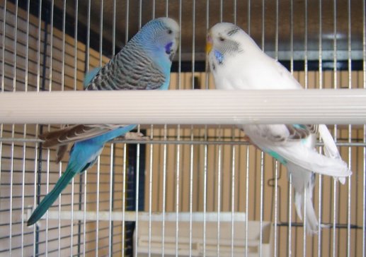 oiseau6.jpg