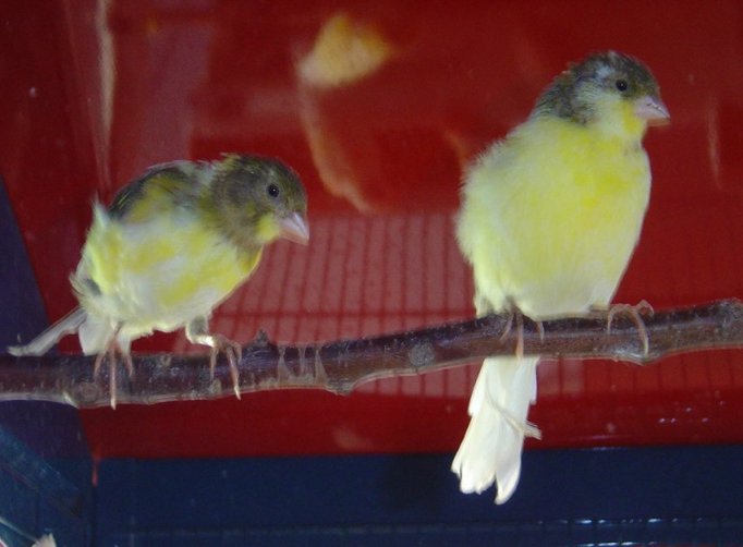 oiseau5.jpg