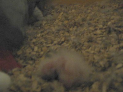 Photo 009 bis.jpg