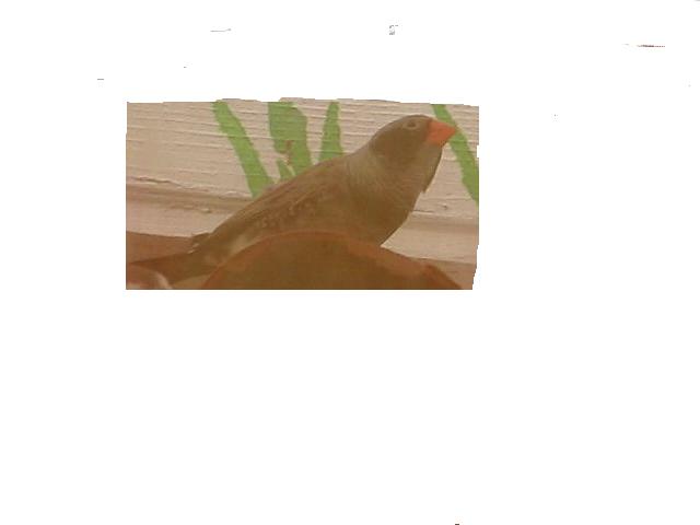 chocolat.JPG