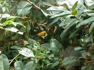 Toucan.jpg