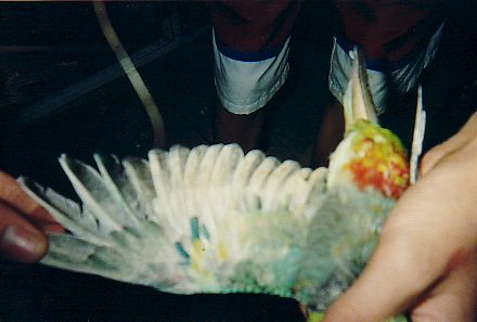 croupion ailes1.jpg