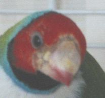 gale.jpg