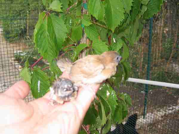 bb moineau.jpg