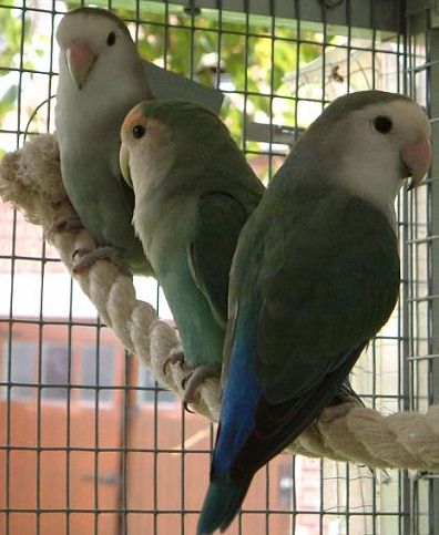 3bleus.jpg