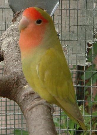 edgeddilute03.jpg