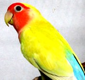 pallid5.jpg