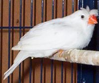 mandarin 143.jpg