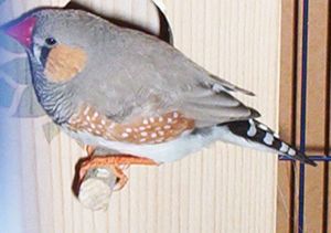 mandarin 158.jpg