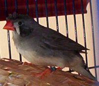 mandarin 146.jpg