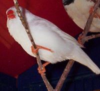 mandarin 145.jpg