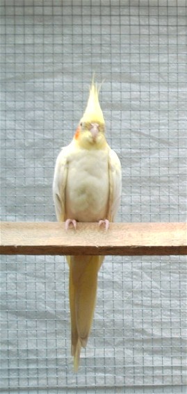 calo.jpg