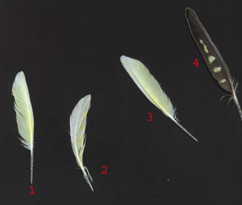 Calopsitte copy.jpg