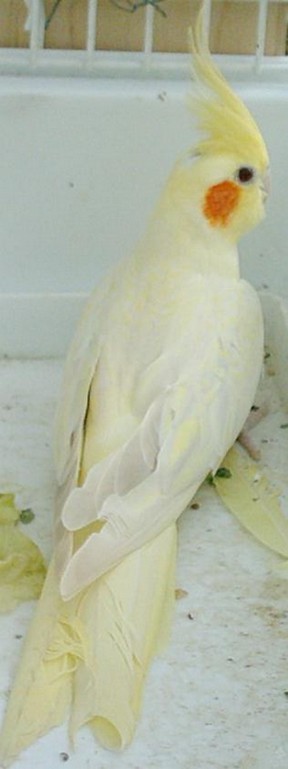 lacewing.jpg