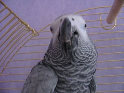 vu face lorita.JPG