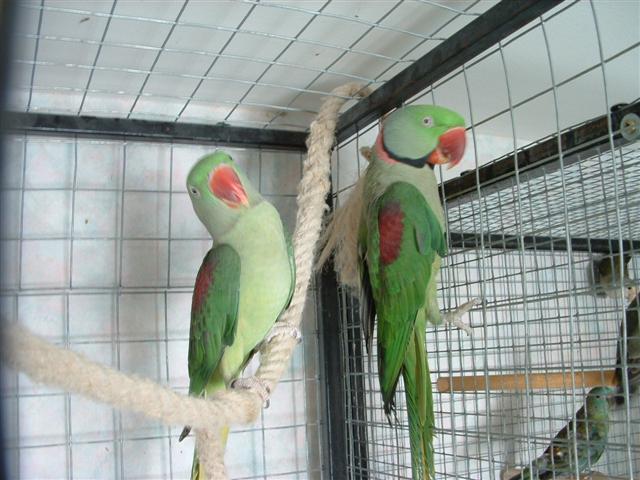 DSCF0009 (Small).JPG