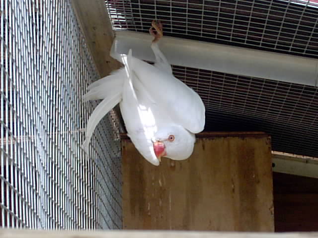 albinos.JPG