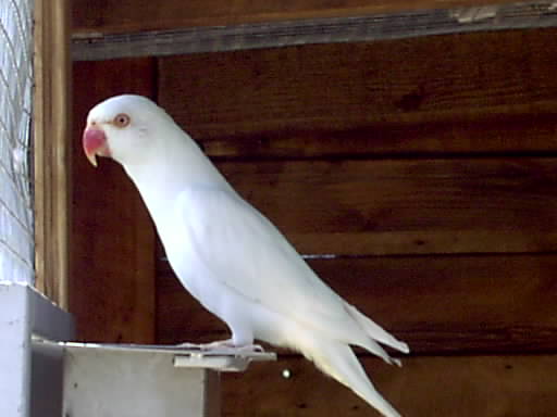 albinos 2.JPG