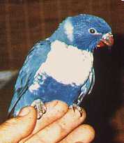 rainblue.jpg