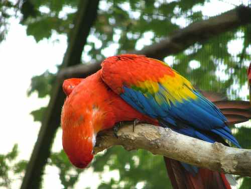Ã ces aras toujours en train de grignoter le bois .jpg