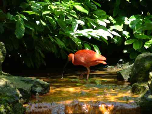 Ã  tiens un ibis rouge .jpg