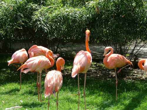 colonie flamants rose .jpg