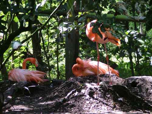 encore des flamants de cuba .jpg