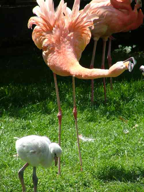 maman et bÃ©bÃ© flamant.jpg