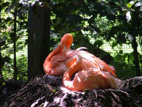 flamants de cuba sur ce qu'on pourrait appeler un nid .jpg