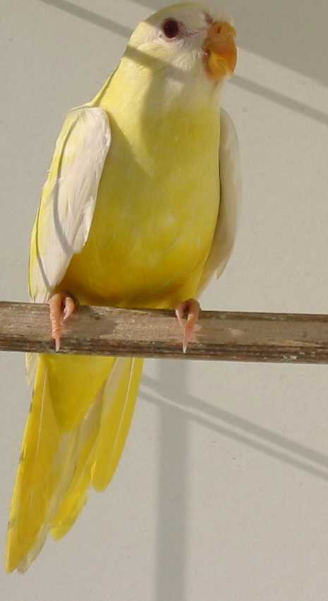 spllutino2.jpg