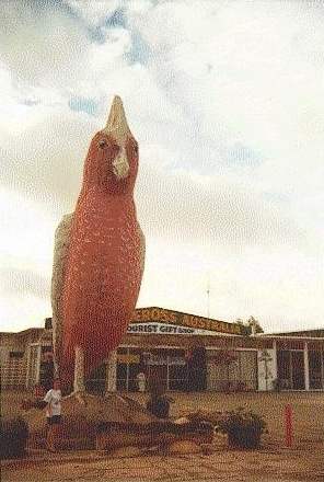 Kimba.jpg