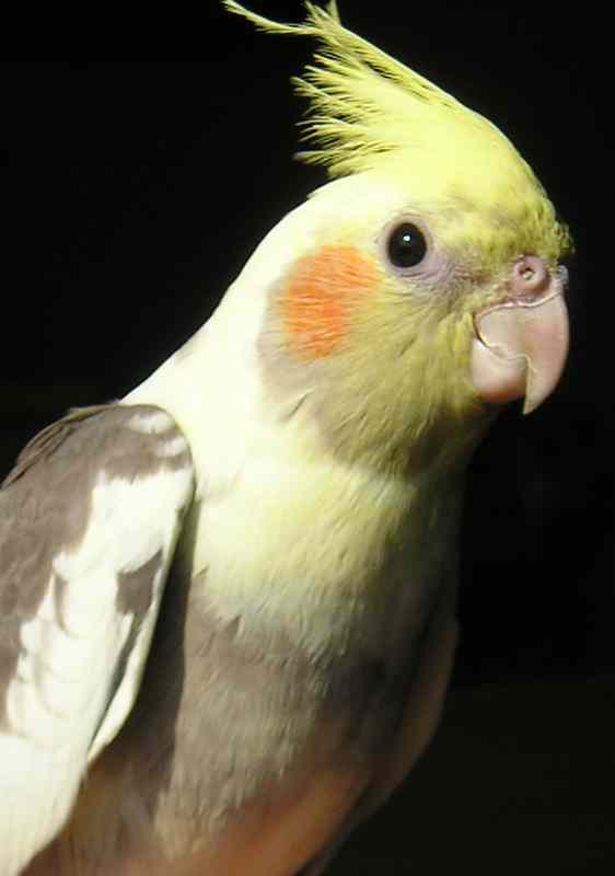 chico2.jpg