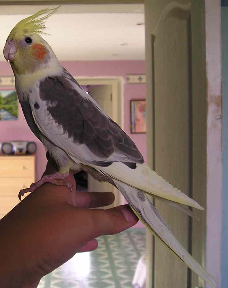 chico.jpg