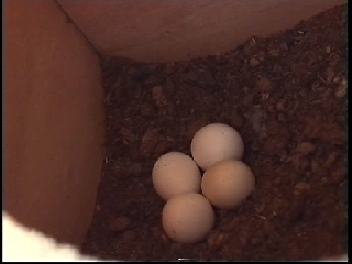 4 oeufs de callo.jpg