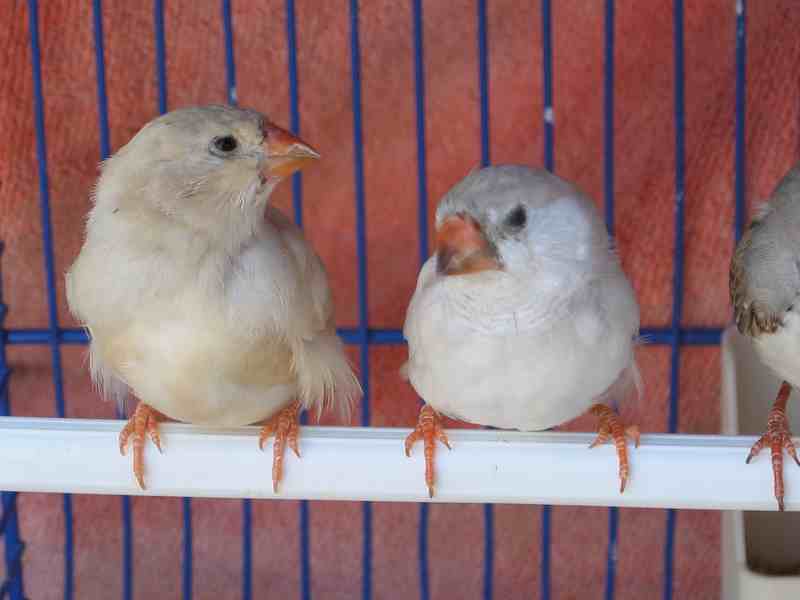 oiseaux 126.jpg