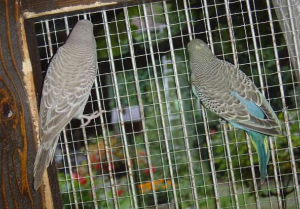 bb gris 12 09.jpg