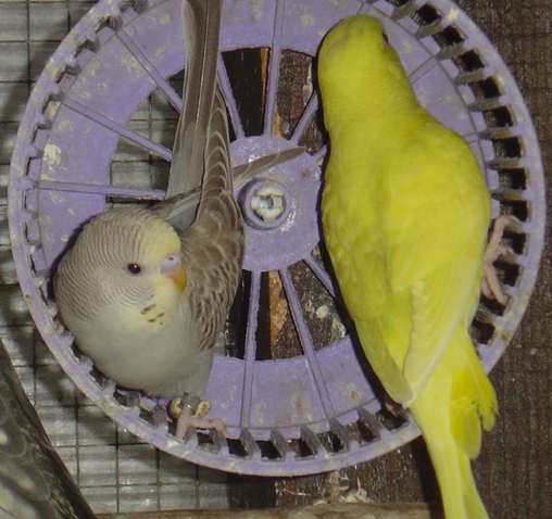 bb roue 12 09.jpg