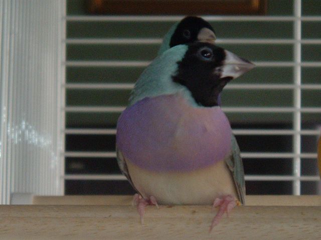 Oiseaux 011.jpg