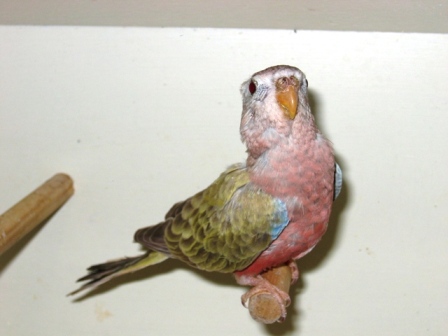 bourke, 002.jpg