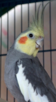 Zig2.jpg